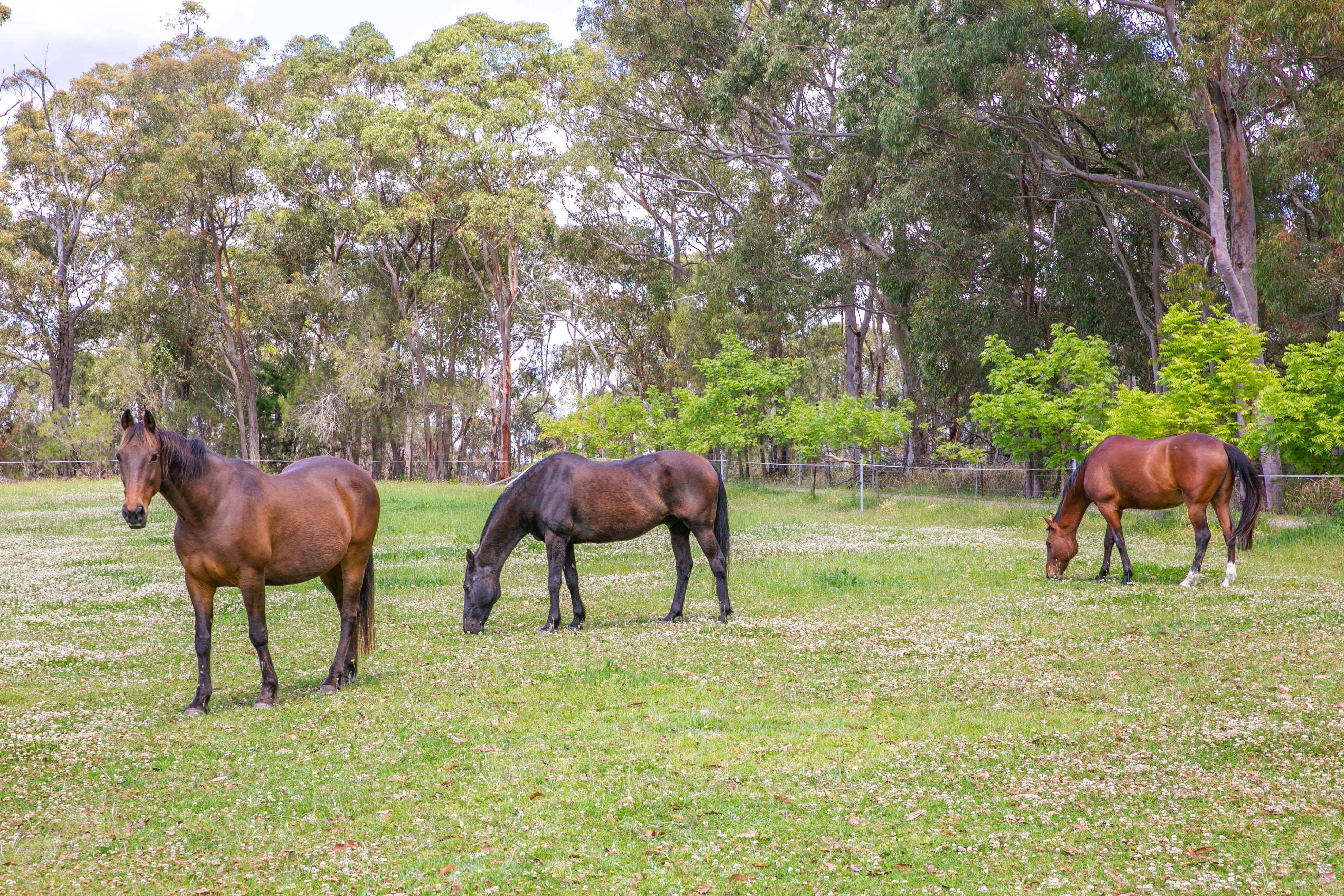 17 Canoelands Road, Canoelands House And Land For Sale In Canoelands